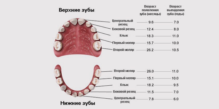 Как выглядит схема зубов у ребенка с номерами каждой единицы?
